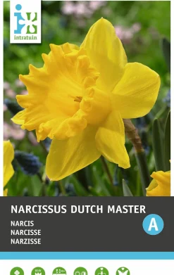 Intratuin bloembollen Narcis (Narcissus 'Dutch Master') 5 stuks