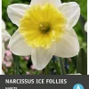 Intratuin bloembollen Narcis (Narcissus 'Recurvus') 5 stuks