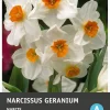 Intratuin bloembollen Narcis (Narcissus 'Geranium') 5 stuks