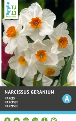 Intratuin bloembollen Narcis (Narcissus 'Geranium') 5 stuks