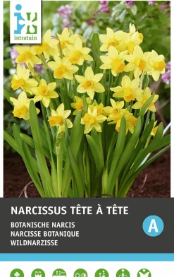 Intratuin bloembollen Narcis (Narcissus 'Tète á Tète') 10 stuks