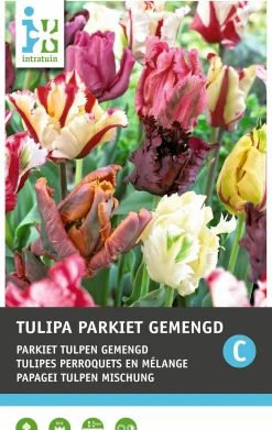Intratuin bloembollen Parkiettulp (Tulipa 'Parrot') gemengd 10 stuks