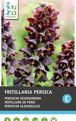 Intratuin bloembollen Persische Keizerskroon (Fritillaria persica)