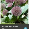 Intratuin bloembollen Sierui (Allium 'Mount Everest')