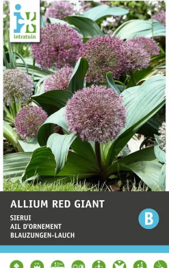 Intratuin bloembollen Sierui (Allium 'Mount Everest')