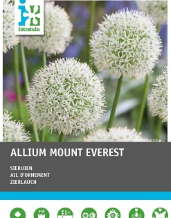 Intratuin bloembollen Sierui (Allium 'Mount Everest') 3 stuks