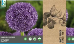 Intratuin bloembollen Sierui (Allium 'Globemaster') 2 stuks