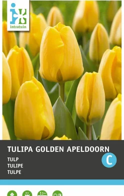 Intratuin bloembollen Tulp (Tulipa 'Golden Apeldoorn') 10 stuks