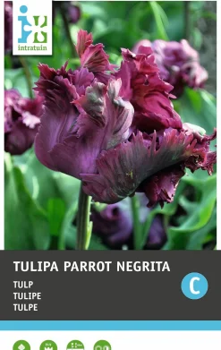 Intratuin bloembollen Tulp (Tulipa 'Negritta Parrot') 7 stuks