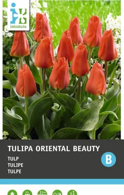 Intratuin bloembollen Tulp (Tulipa 'Oriental Beauty') 10 stuks