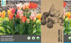 Intratuin bloembollen Tulp (Tulipa 'Greiggi') rood, roze, wit 25 stuks