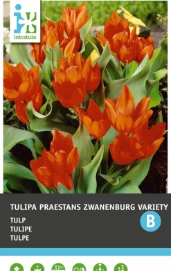 Intratuin Bloembollen Tulp (Tulipa 'Praestans Zwanenburg Variety') 10 stuks