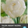 Intratuin bloembollen Tulp (Tulipa 'Mount Tacoma') 10 stuks