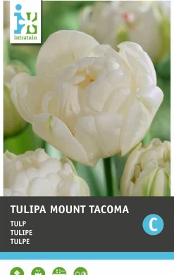 Intratuin bloembollen Tulp (Tulipa 'Mount Tacoma') 10 stuks