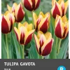 Intratuin bloembollen Tulp (Tulipa 'Gavota') 10 stuks