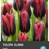 Intratuin bloembollen Tulp (Tulipa 'Purissima') 10 stuks