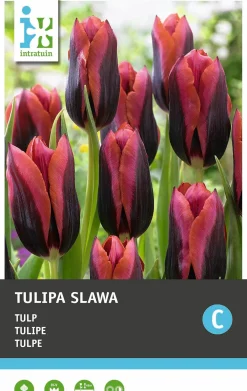 Intratuin bloembollen Tulp (Tulipa 'Purissima') 10 stuks