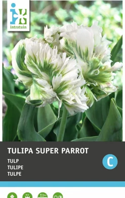 Intratuin bloembollen Tulp (Tulipa 'Super Parrot') 10 stuks