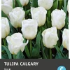 Intratuin bloembollen Tulp (Tulipa 'Tarda Dasystemon') 10 stuks