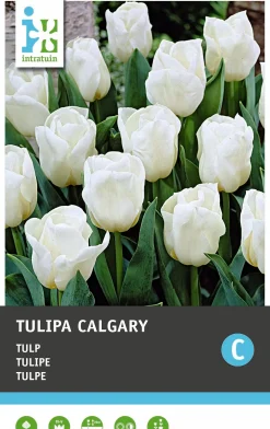 Intratuin bloembollen Tulp (Tulipa 'Tarda Dasystemon') 10 stuks