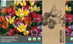 Intratuin bloembollen Tulp (Tulipa 'Wild Wonders') rood, oranje, geel 40 stuks