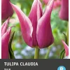 Intratuin bloembollen Tulp (Tulipa 'Saxatilis') 10 stuks