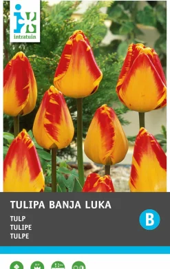 Intratuin bloembollen Tulp (Tulipa 'Lilyflowering') leliebloemig gemengd 10 stuks