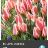 Intratuin bloembollen Tulp (Tulipa 'Quebec') 10 stuks
