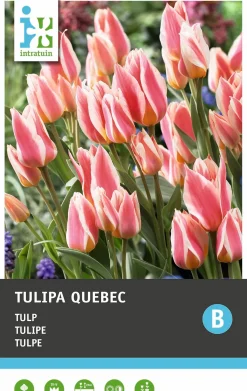 Intratuin bloembollen Tulp (Tulipa 'Quebec') 10 stuks