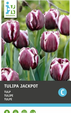 Intratuin bloembollen Tulp (Tulipa 'Prinses Irene') 10 stuks