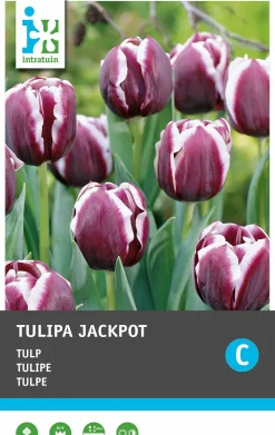 Intratuin bloembollen Tulp (Tulipa 'Jackpot') 10 stuks