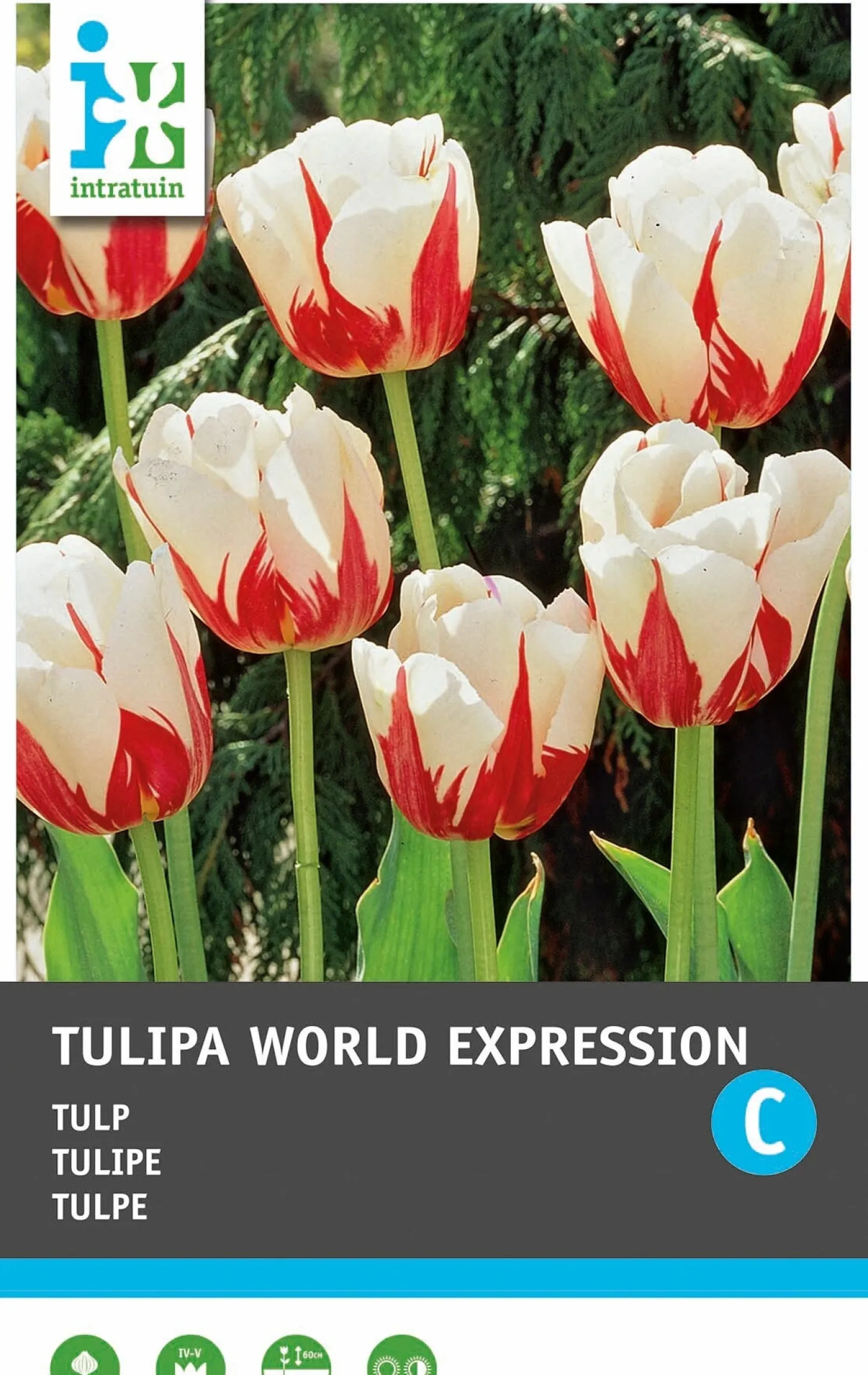 Intratuin bloembollen Tulp (Tulipa 'World Expression') 10 stuks