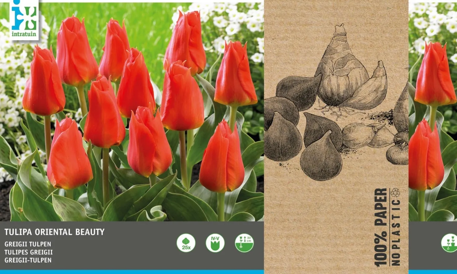Intratuin bloembollen Tulp (Tulipa 'Oriental Beauty') 25 stuks