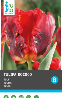 Intratuin bloembollen Tulp (Tulipa 'Rococo') 10 stuks