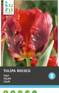 Intratuin bloembollen Tulp (Tulipa 'Rococo') 10 stuks