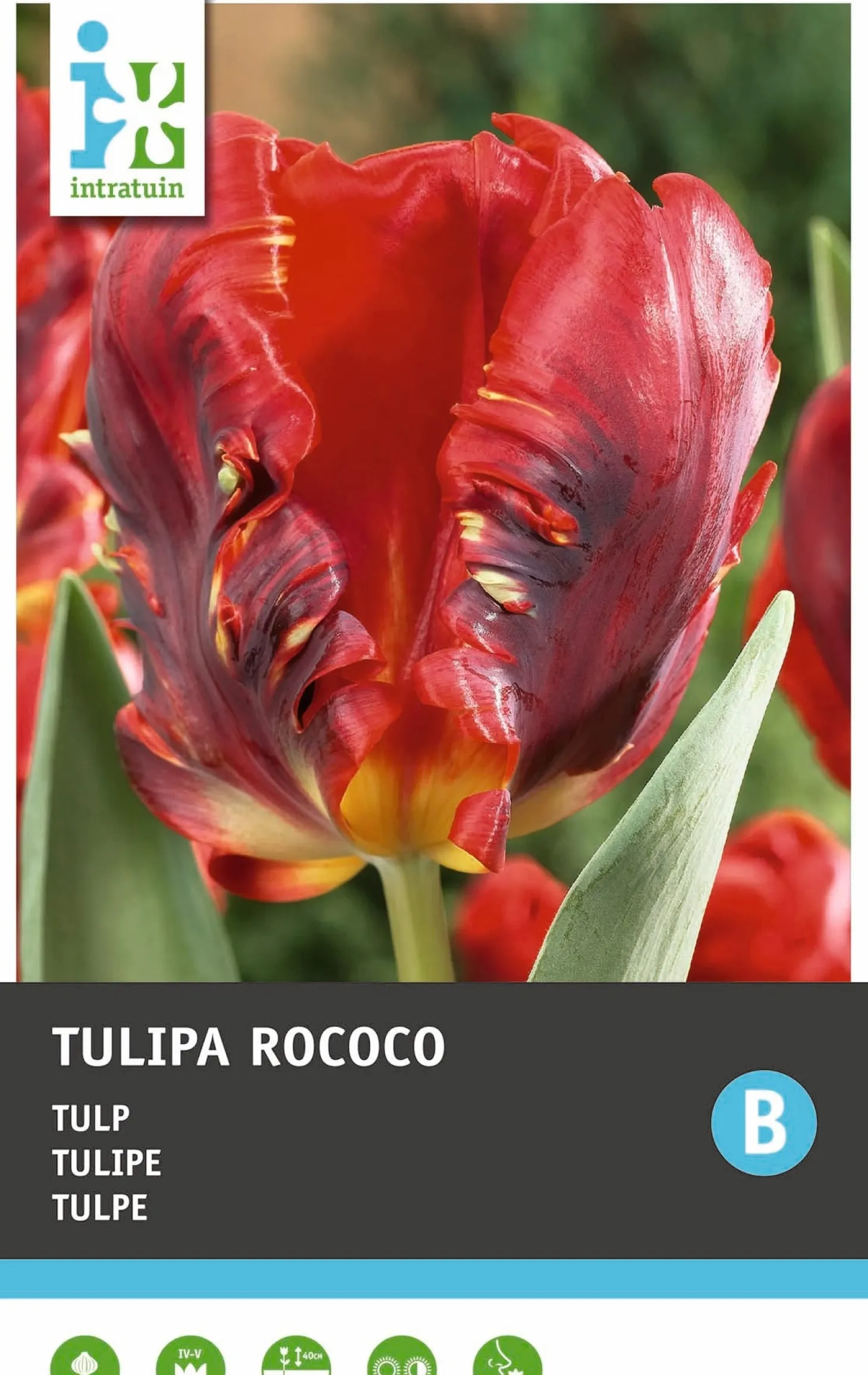 Intratuin bloembollen Tulp (Tulipa 'Rococo') 10 stuks