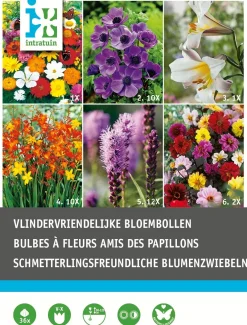 Intratuin bloembollen vlinder vriendelijk 36 stuks