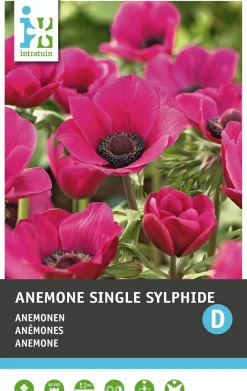 Intratuin bloemknol Anemoon (Anemone single 'Sylphide') 25 stuks