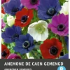 Intratuin bloemknollen Anemoon (Anemone 'De caen') gemengd 25 stuks
