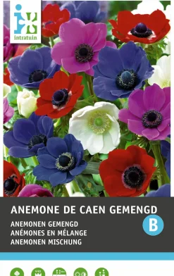 Intratuin bloemknollen Anemoon (Anemone 'De caen') gemengd 25 stuks