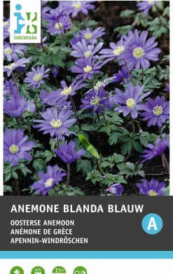 Intratuin bloemknollen Bosanemoon (Anemone blanda) blauw 15 stuks