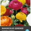 Intratuin bloemknol Ranonkel (Ranunculus) gemengd 15 stuks