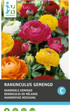 Intratuin bloemknol Ranonkel (Ranunculus) gemengd 15 stuks