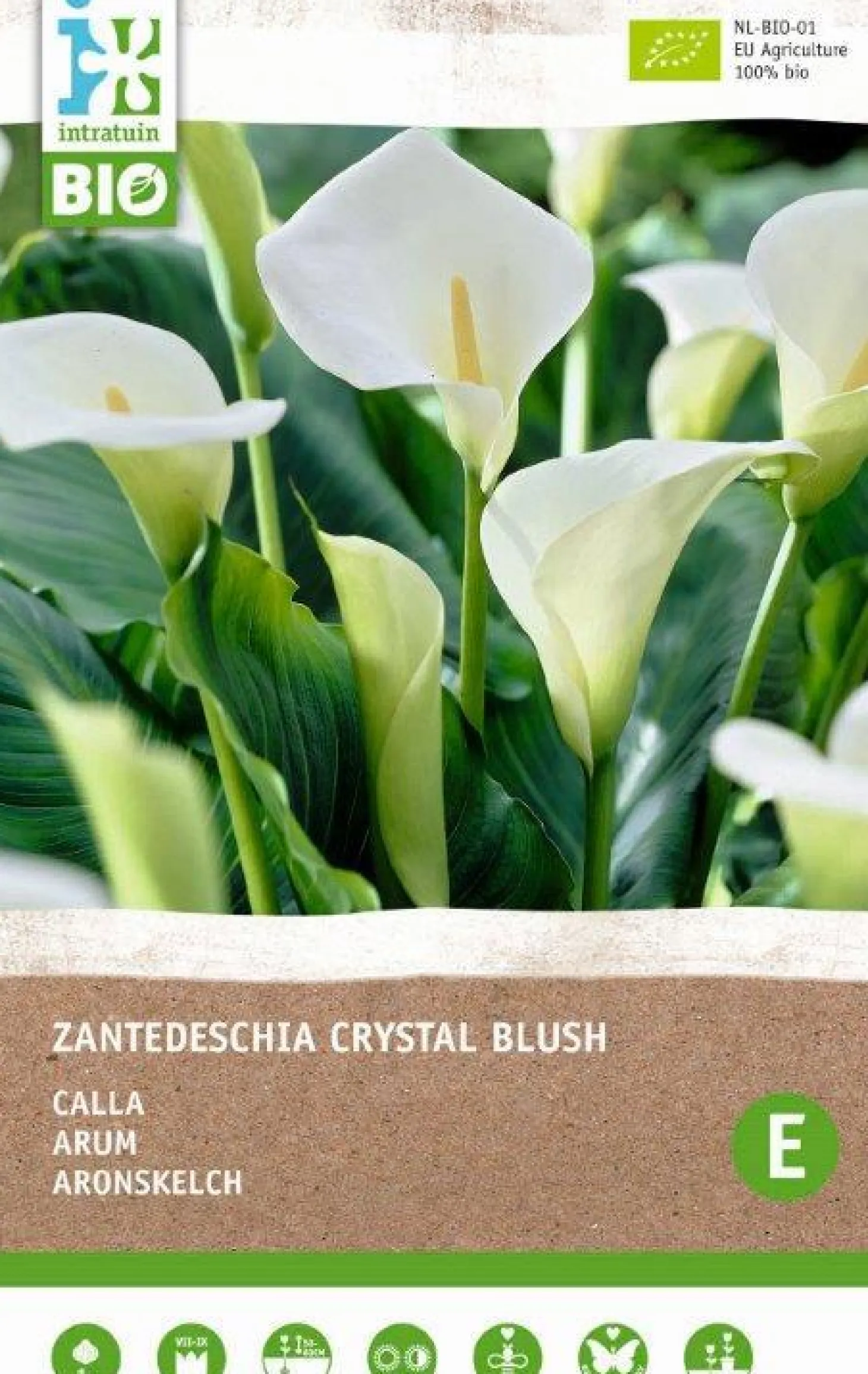Intratuin Calla knol (Zantedeschia 'Black Forrest') 2 stuks