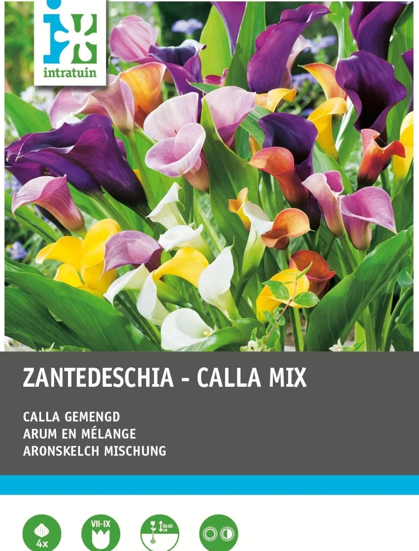 Intratuin Calla knol (Zantedeschia) mix 4 stuks