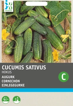 Intratuin groentezaad Augurken (Cucumis sativus 'Hokus')