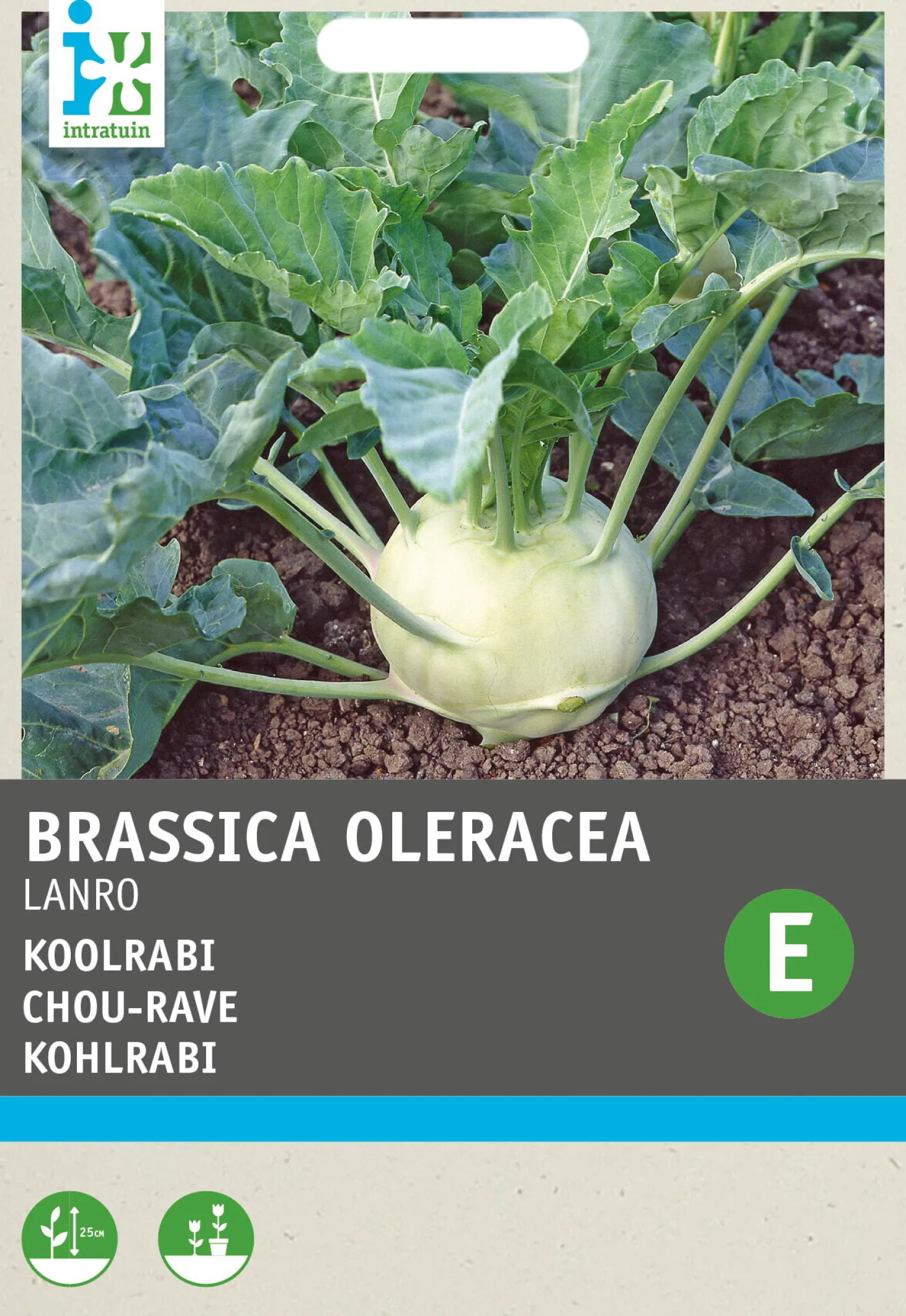 Intratuin groentezaad Koolrabi (Brassica oleracea 'Lanro')