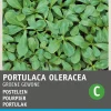 Intratuin groentezaad Postelein (Portulaca oleracea 'Gewone Groene')