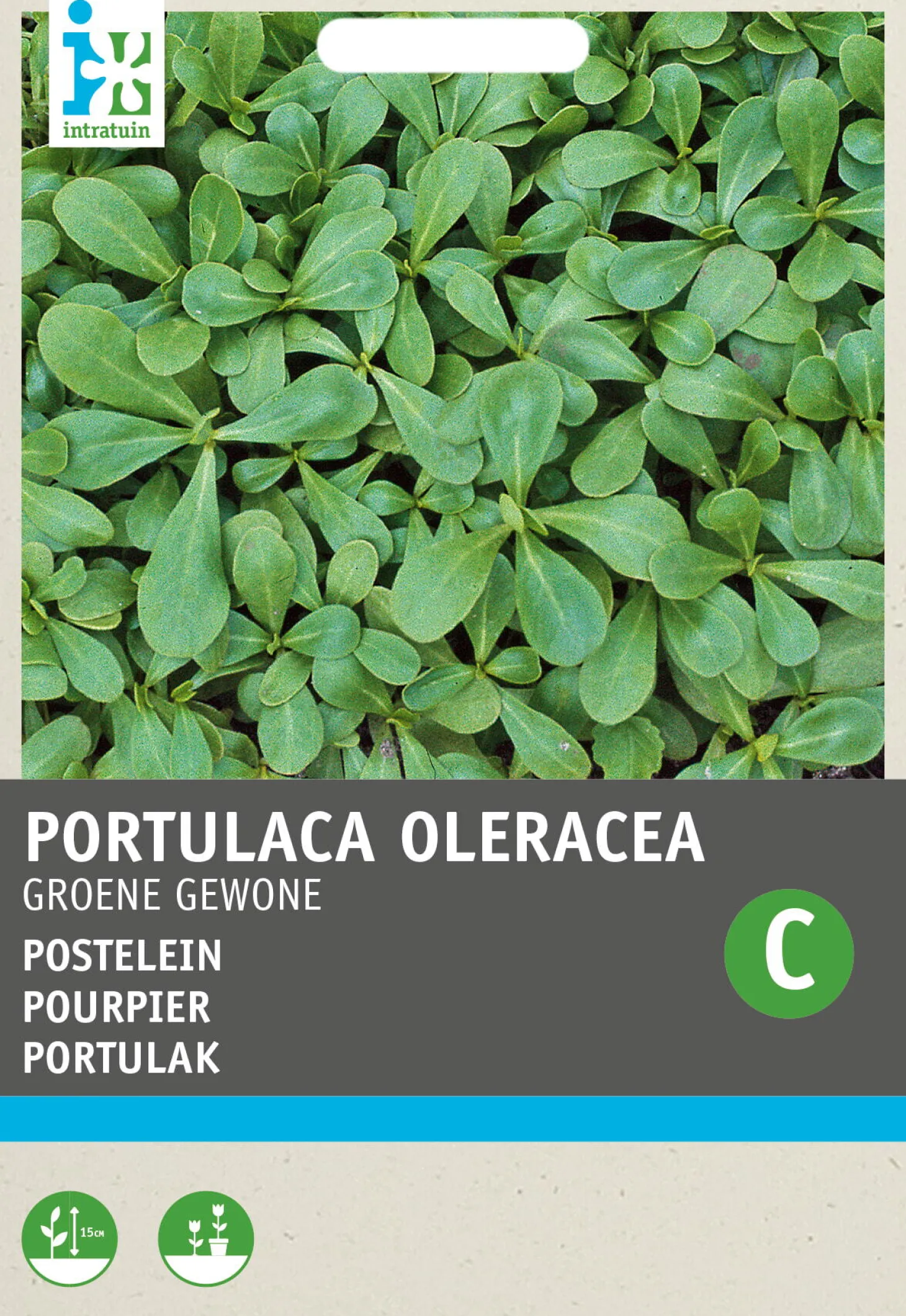 Intratuin groentezaad Postelein (Portulaca oleracea 'Gewone Groene')