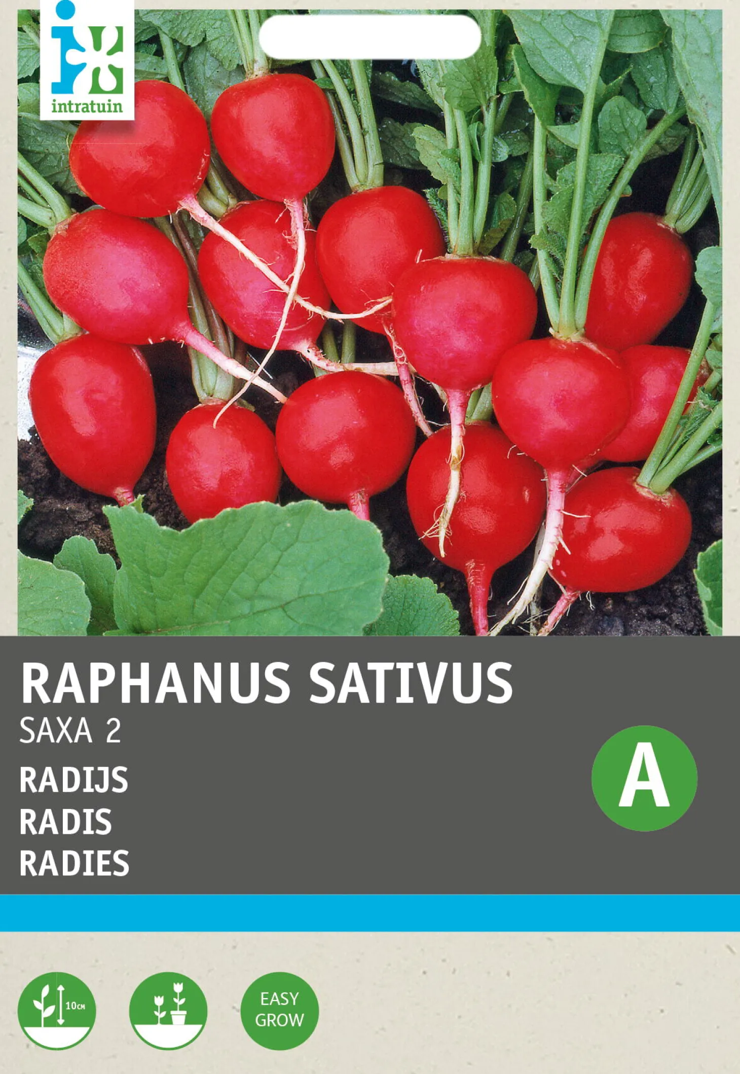 Intratuin groentezaad Radijs (Raphanus sativus 'Saxa')